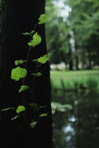 444 :: So green